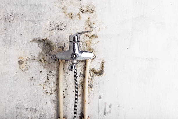Best Best Mold Removal Companies  in Poynette, WI