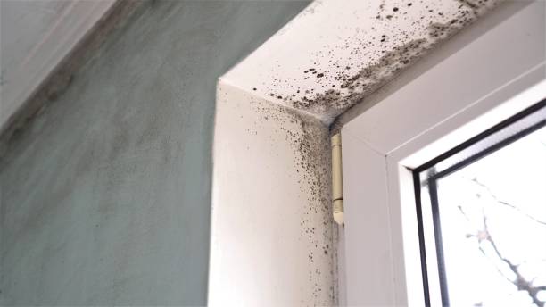 Best Residential Mold Removal  in Poynette, WI