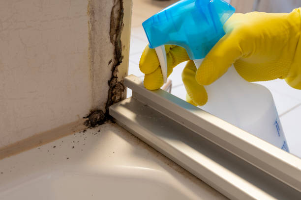 Best Local Mold Removal Service  in Poynette, WI