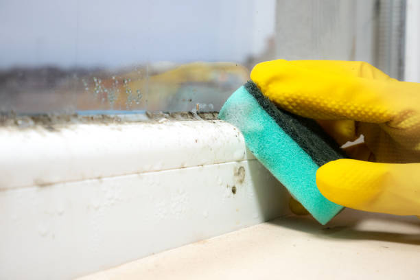 Mold Removal Process in Poynette, WI