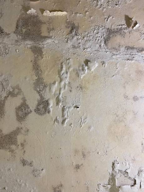 Mold Removal and Inspection in Poynette, WI
