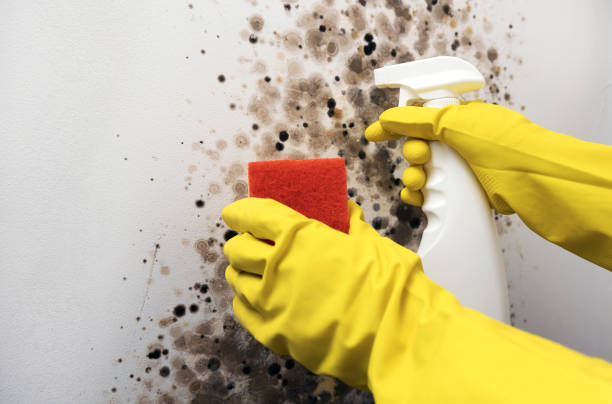 Best Fast Mold Removal  in Poynette, WI