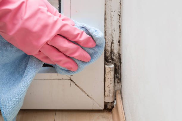 Best Toxic Mold Removal  in Poynette, WI